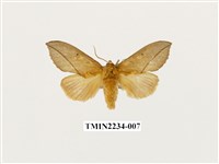 藏品(黃斑舟蛾)的圖片